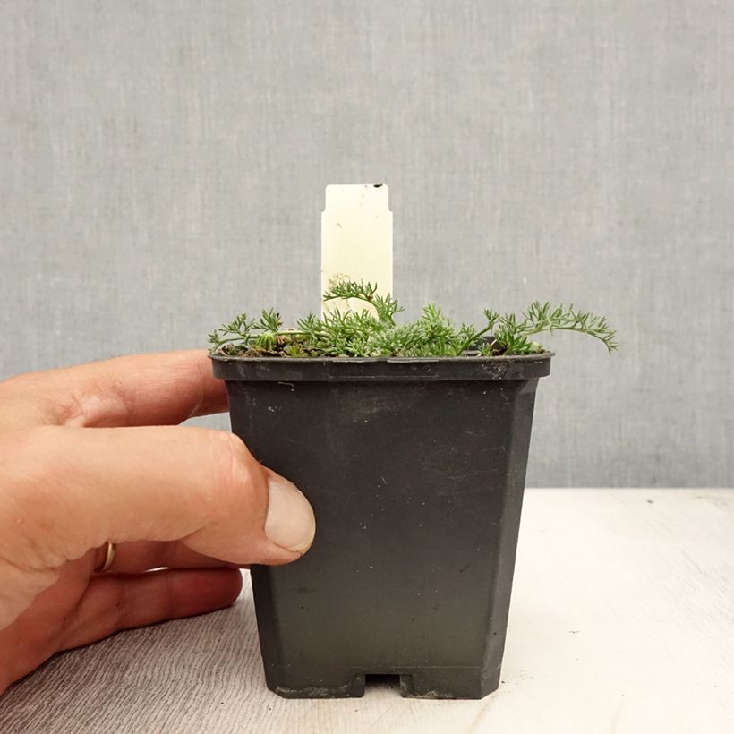 Anacyclus pyrethrum var. depressus 8/9 cm pot sample as delivered in summer