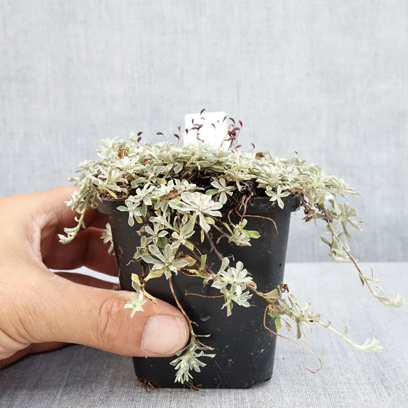 Anaphalis alpicola 8/9 cm pot sample as delivered in summer