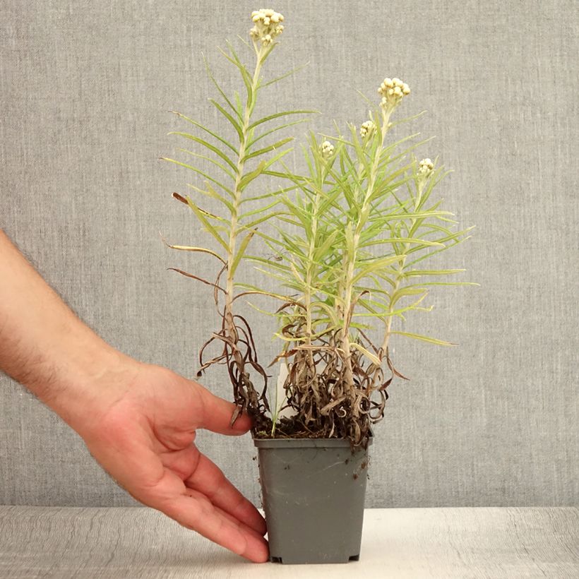 Anaphalis margaritacea Neuschnee 8/9 cm pot sample as delivered in summer