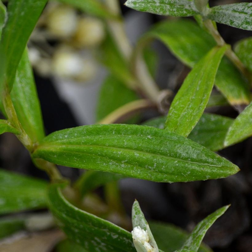 Anaphalis triplinervis (Foliage)