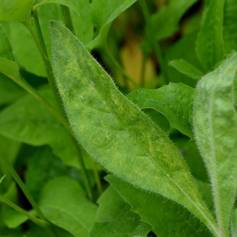 Anchusa azurea Loddon Royalist (Foliage)