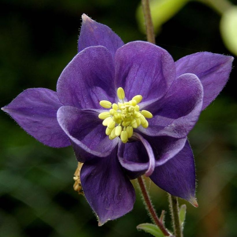 Aquilegia alpina - Columbine (Flowering)