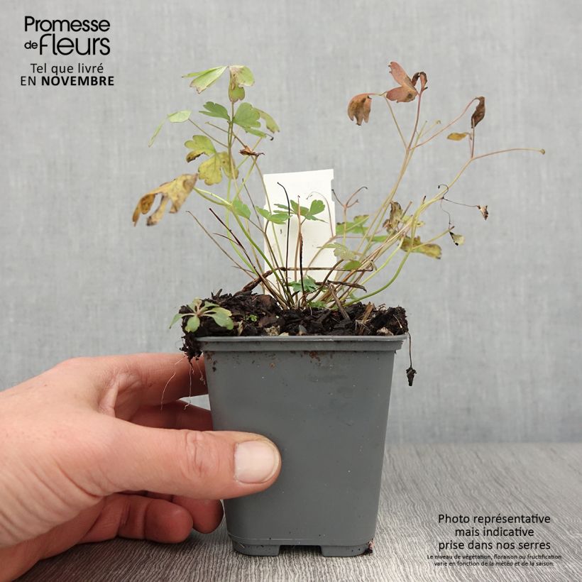 Aquilegia Rose Queen - Columbine 8/9 cm pot sample as delivered in autumn