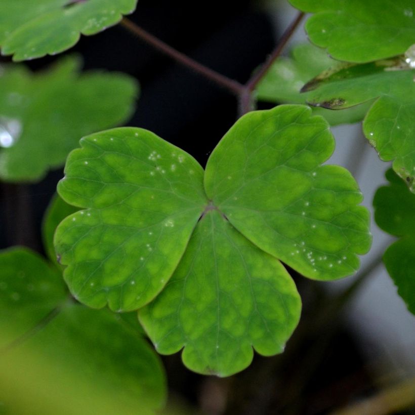 Aquilegia vulgaris - Columbine (Foliage)