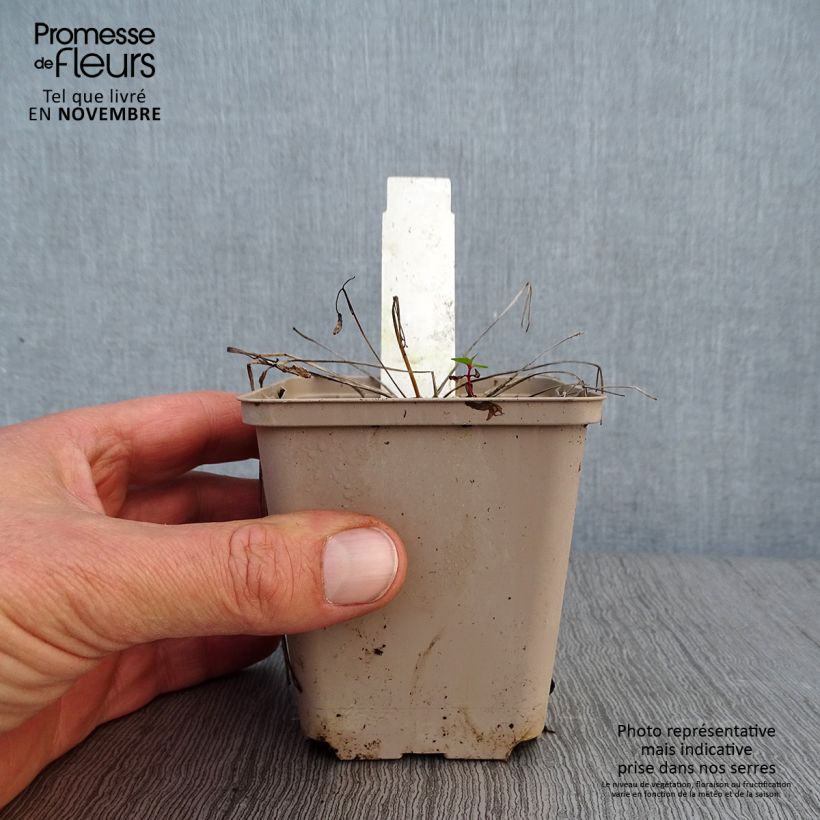 Aquilegia vulgaris Munstead White - Columbine 8/9 cm pot sample as delivered in autumn
