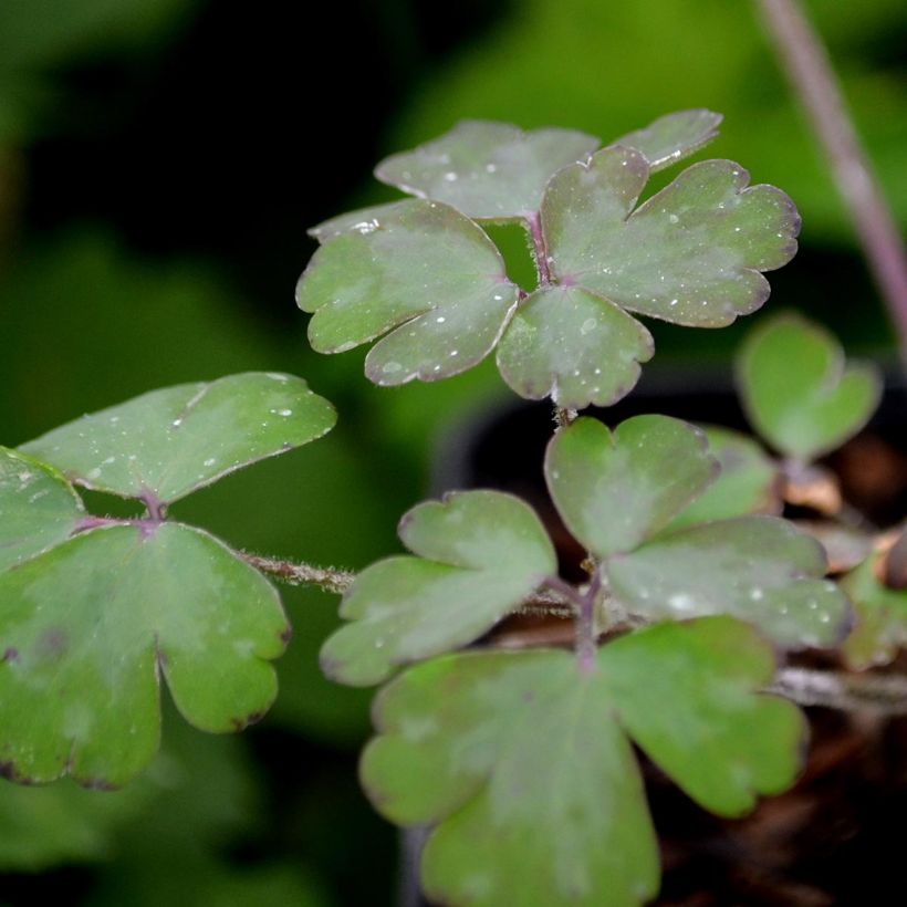 Aquilegia vulgaris William Guiness - Columbine (Foliage)