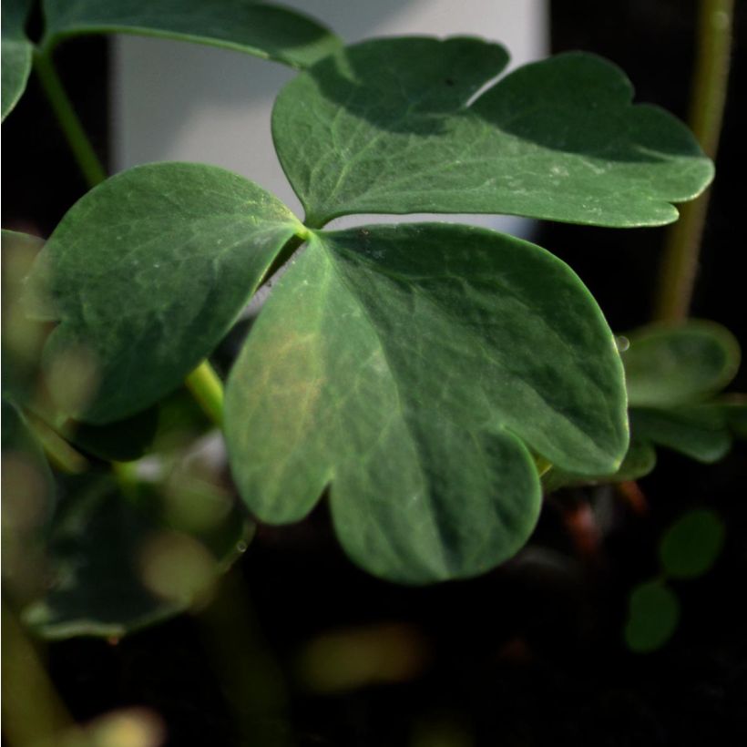 Aquilegia alpina - Columbine (Foliage)