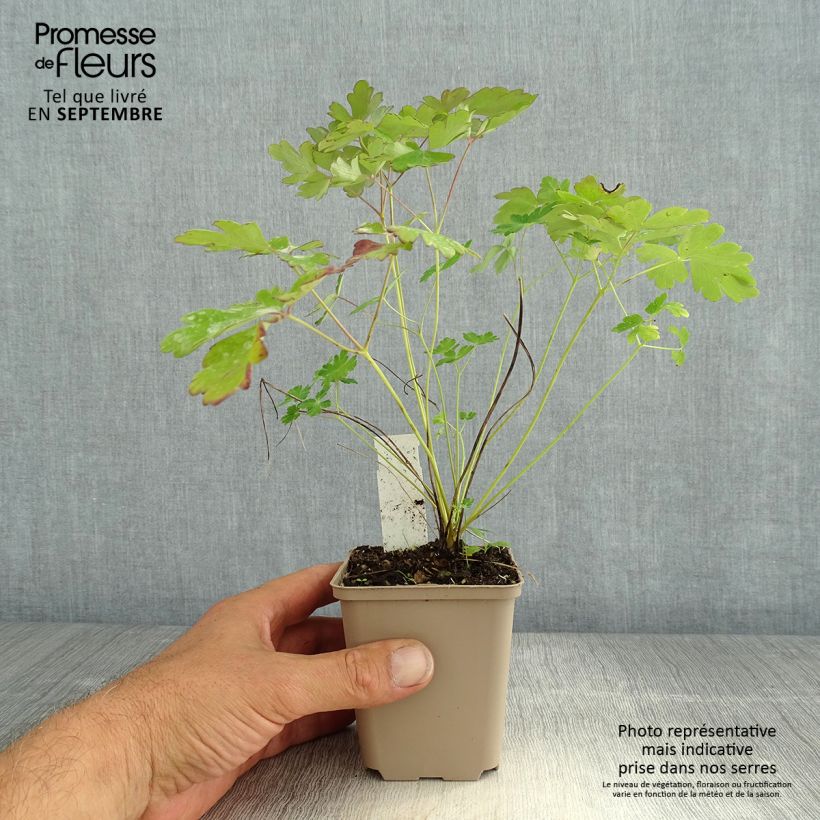 Aquilegia canadensis Little Lanterns - Columbine 8/9 cm pot sample as delivered in summer
