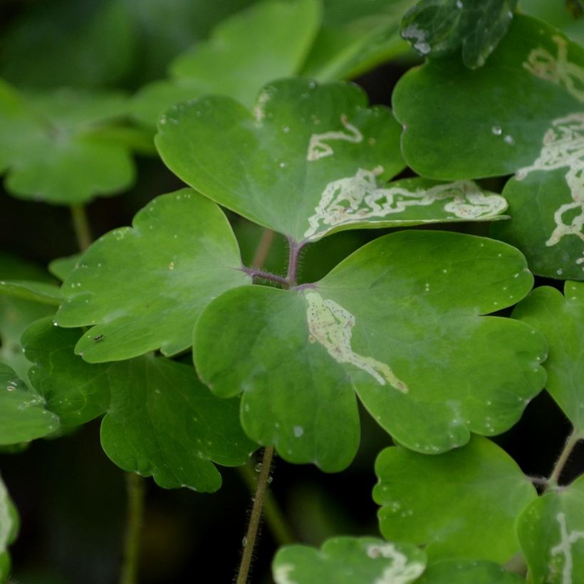 Aquilegia vulgaris var. stellata Black Barlow - Columbine (Foliage)