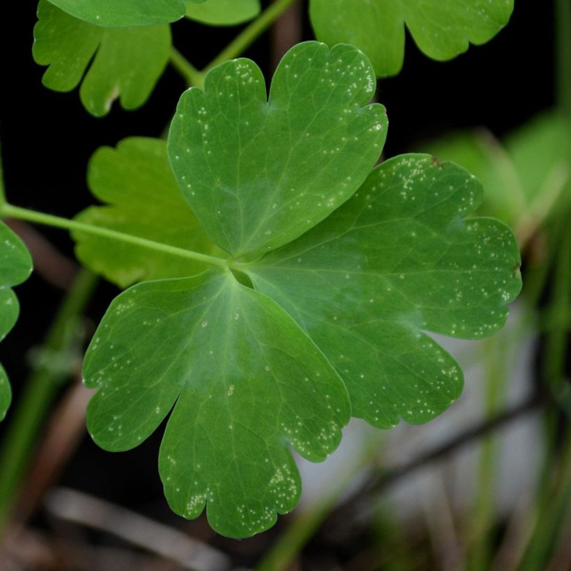 Aquilegia vulgaris Nora Barlow - Columbine (Foliage)