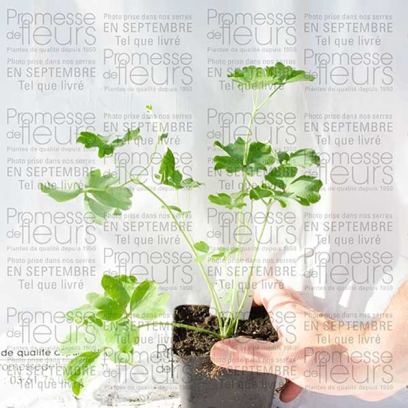 Example of Aquilegia vulgaris Nora Barlow - Columbine 8/9 cm pot specimen as delivered