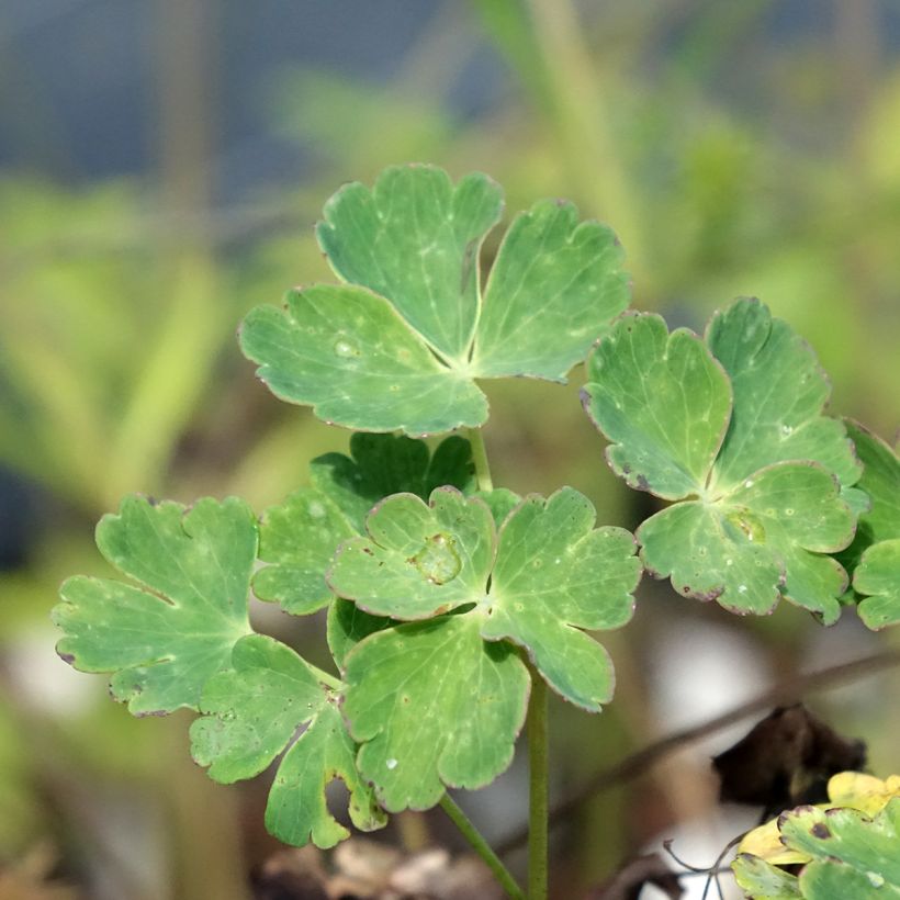 Aquilegia flabellata Cameo Blue and White - Columbine (Foliage)