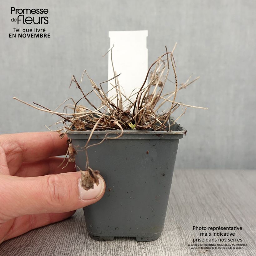 Aquilegia flabellata Cameo Blue and White - Columbine 8/9 cm pot sample as delivered in autumn