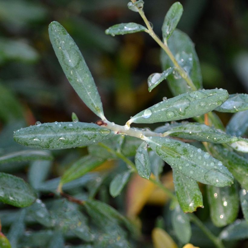 Andromeda polifolia Blue Ice (Foliage)