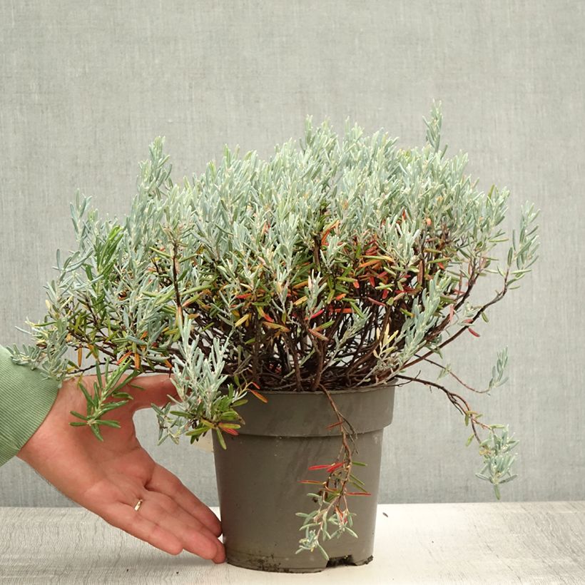 Andromeda polifolia Blue Lagoon 2L/3L pot sample as delivered in summer