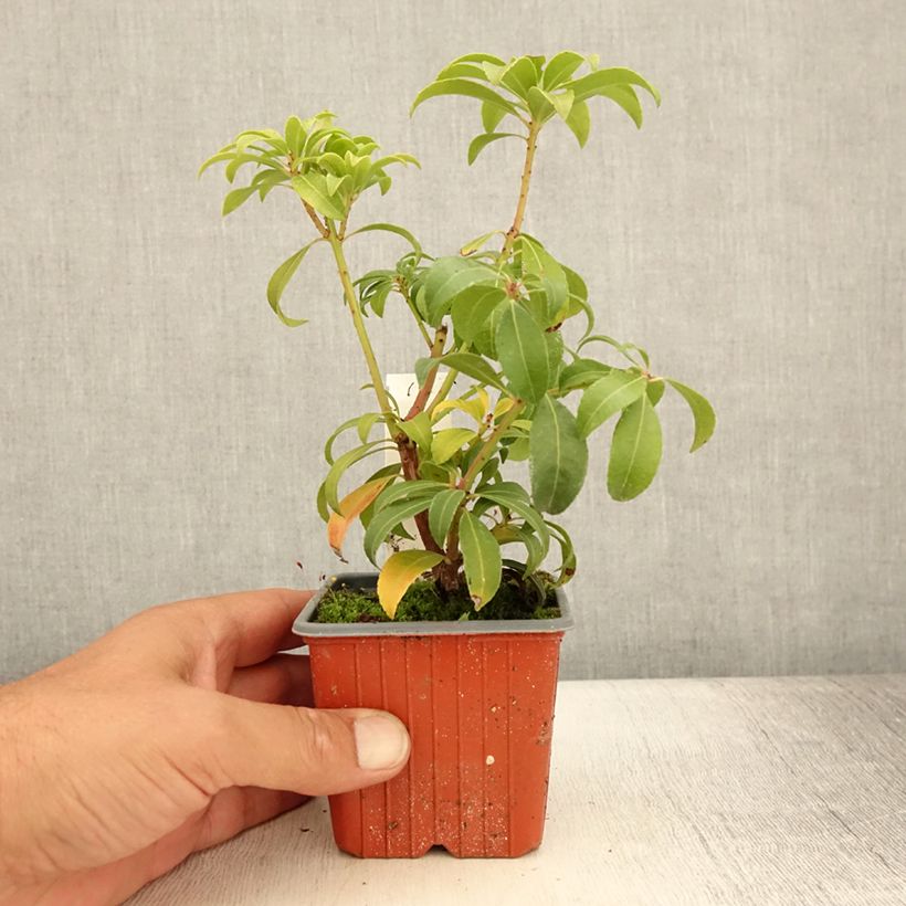 Pieris japonica Bonfire - Japanese Andromeda 8/9 cm pot sample as delivered in summer