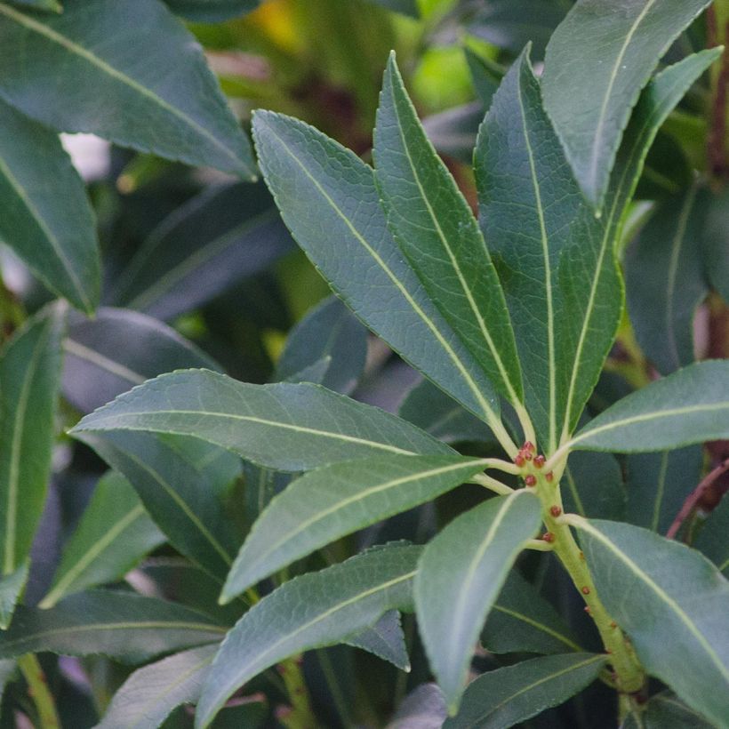 Japanese Andromeda - Pieris japonica Forest Flame (Foliage)