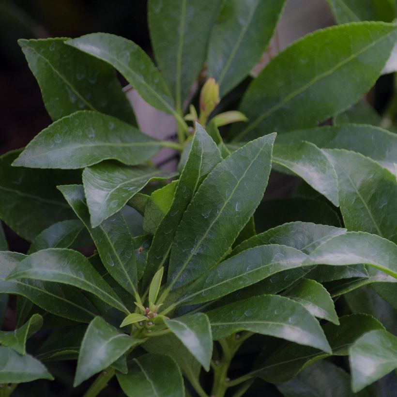 Japanese Andromeda - Pieris Japonica Valley Valentine (Foliage)