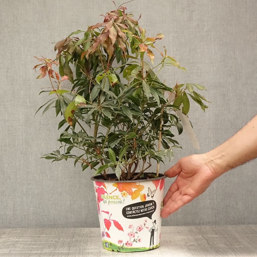 Pieris japonica Katsura - Japanese Andromeda 4L/5L pot sample as delivered in summer