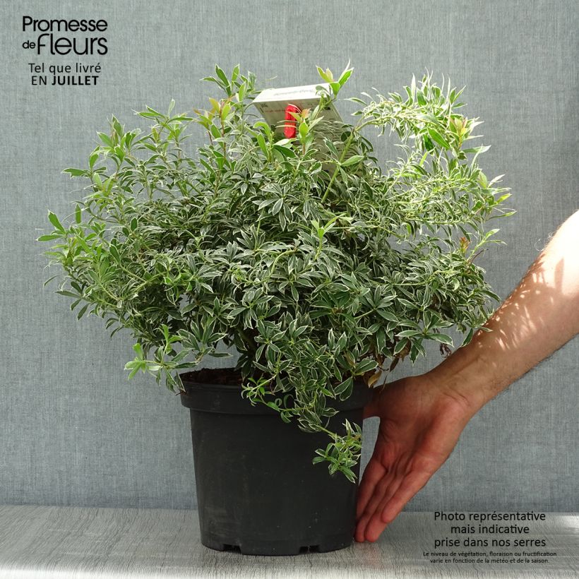 Pieris japonica Little Heath - Japanese Andromeda 4L/5L pot sample as delivered in summer