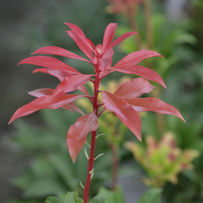 Pieris japonica Mountain Fire - Japanese Andromeda (Foliage)