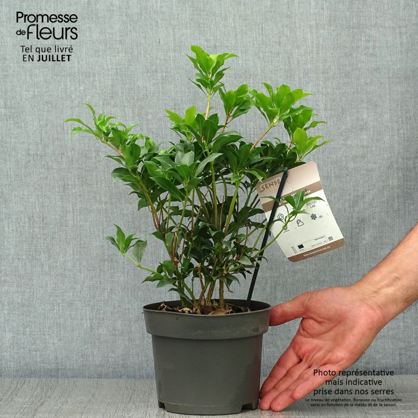 Pieris japonica Mountain Fire - Japanese Andromeda 2L/3L pot sample as delivered in summer