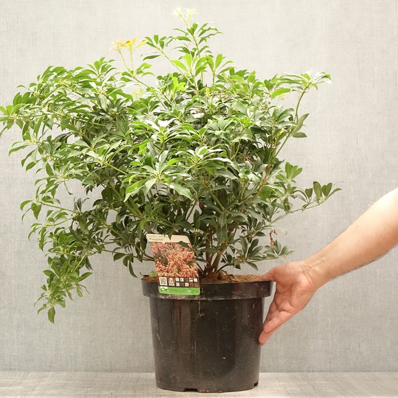 Pieris japonica Passion - Japanese Andromeda 6L/7L pot sample as delivered in summer