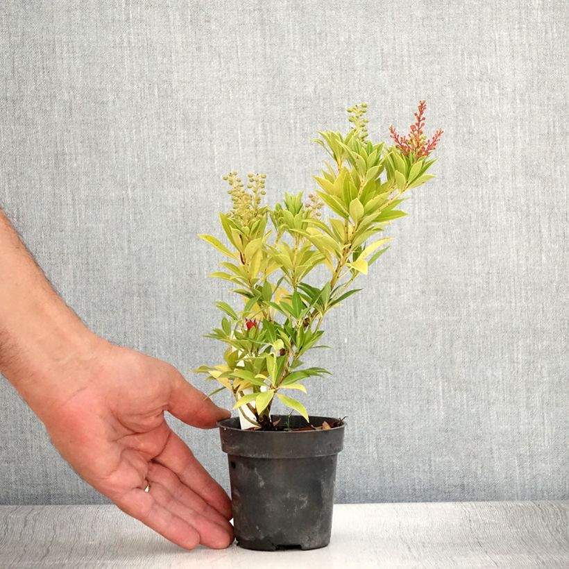 Pieris japonica Prelude 8/9 cm pot sample as delivered in summer