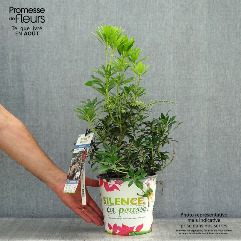 Pieris japonica Purity - Japanese Andromeda 3L/4L pot sample as delivered in summer
