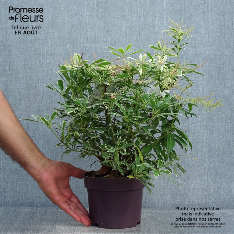 Pieris japonica Ralto Rose - Japanese Andromeda 2L/3L pot sample as delivered in summer