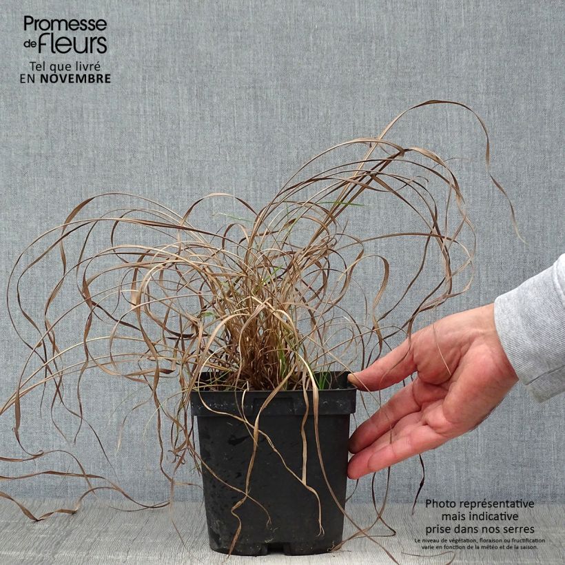 Andropogon gerardii Prairie Sommer 2L/3L pot sample as delivered in autumn