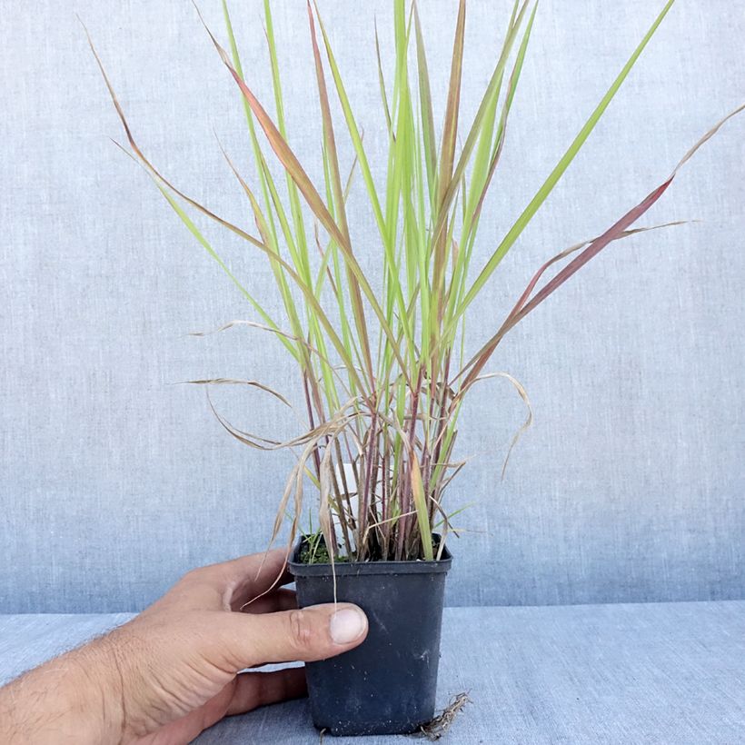 Andropogon gerardii Red October 8/9 cm pot sample as delivered in summer