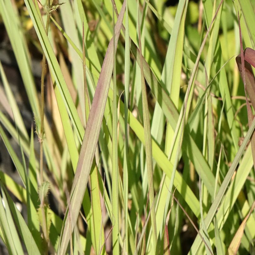 Andropogon gerardii Red October (Foliage)