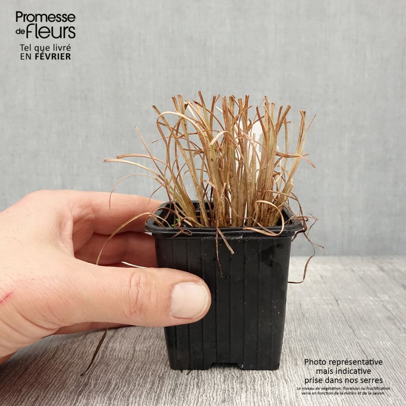 Andropogon ternarius 8/9 cm pot sample as delivered in winter
