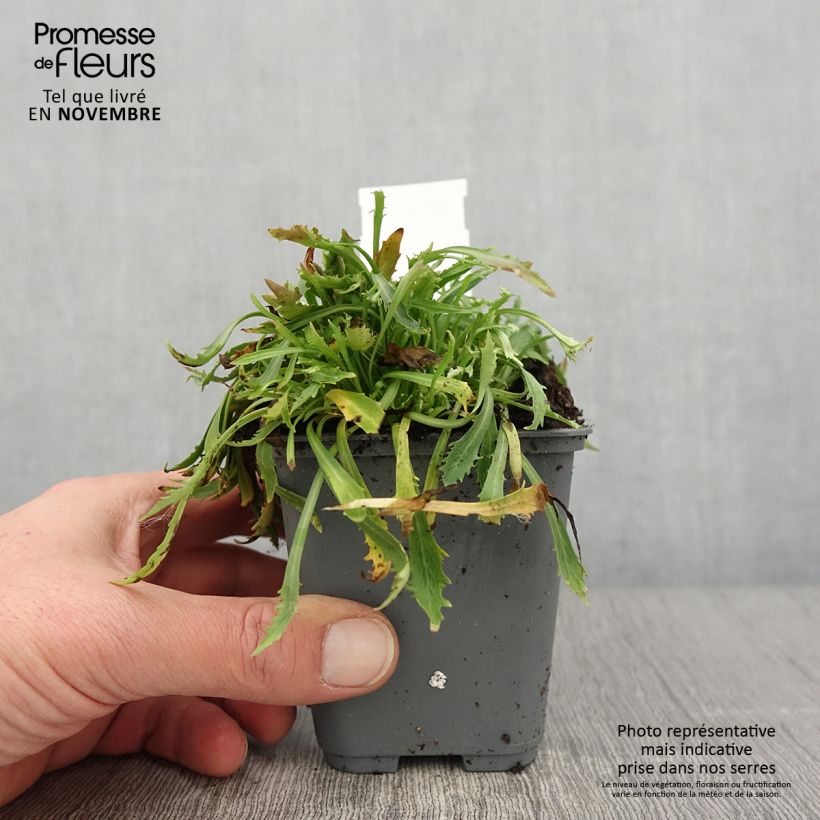 Androsace septentrionalis Star Dust 8/9 cm pot sample as delivered in autumn