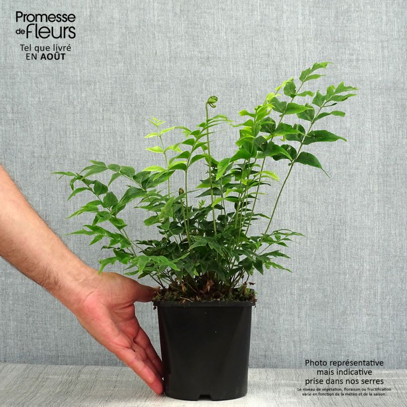 Anemia mexicana 2L/3L pot sample as delivered in summer