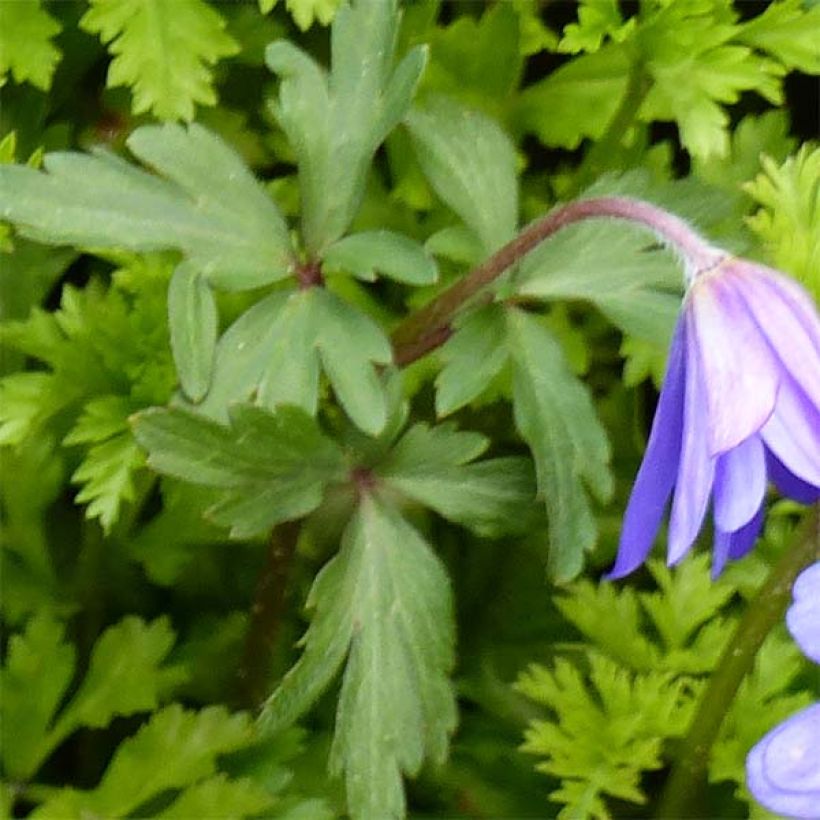 Anemone blanda Blue Shades (Foliage)