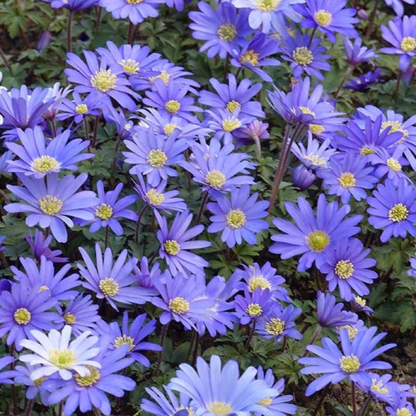 Anemone blanda Blue Shades (Flowering)