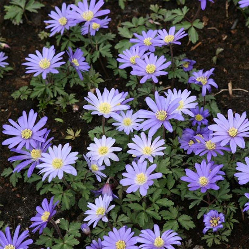 Anemone blanda Blue Shades (Plant habit)