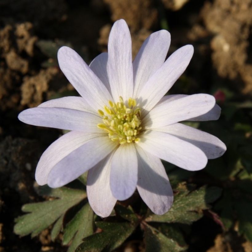 Anemone blanda White Splendour (Flowering)