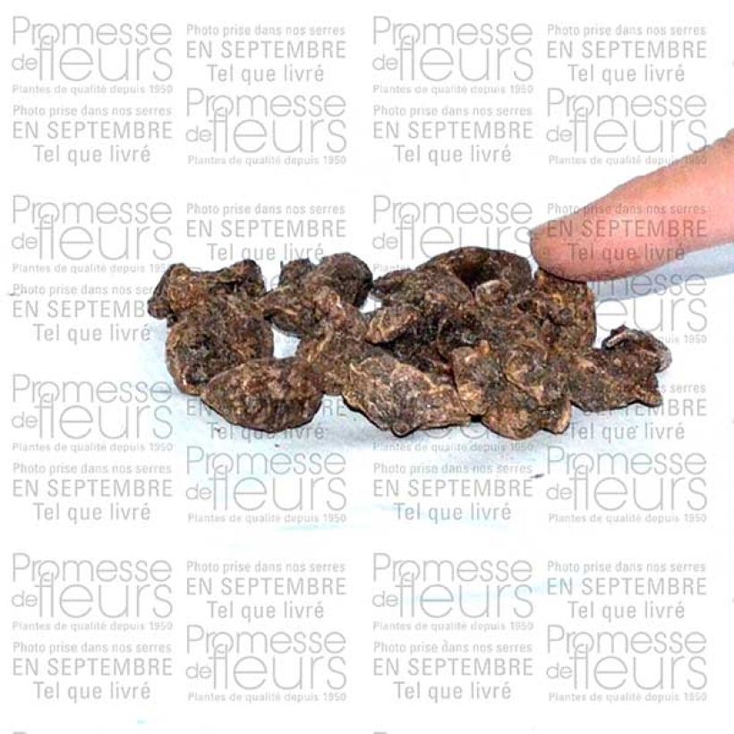 Example of Anemone coronaria Mount Everest Bulb size 5 specimen as delivered
