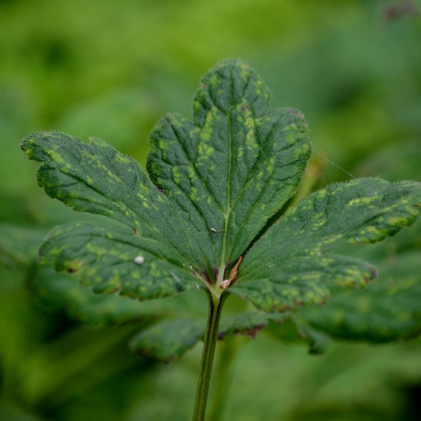 Anemone rivularis (Foliage)