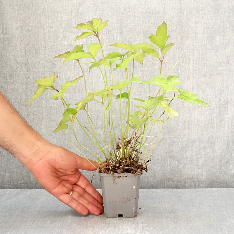 Anemone hupehensis var. japonica Alando Rose 8/9 cm pot sample as delivered in summer