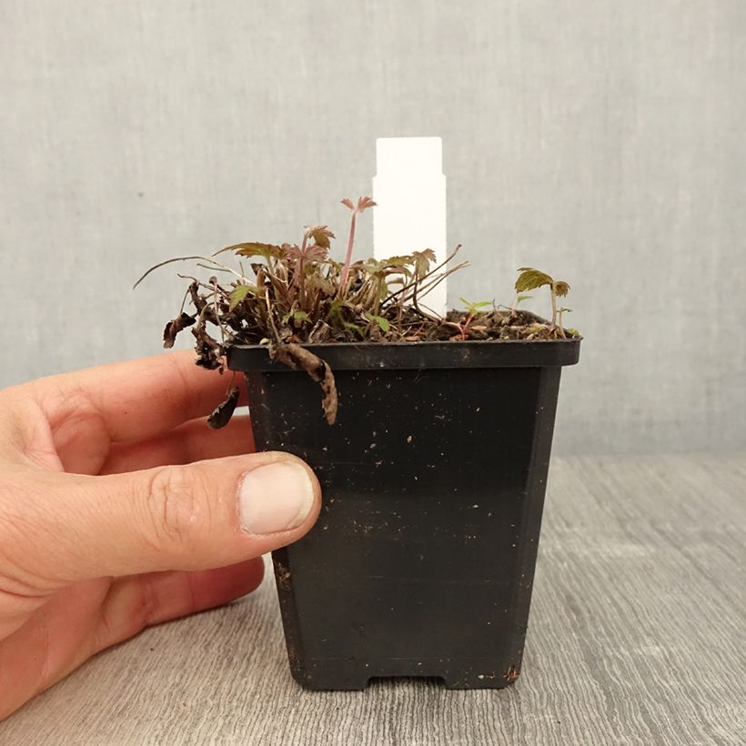 Anemone hupehensis var. japonica Alando Rose sample as delivered in spring