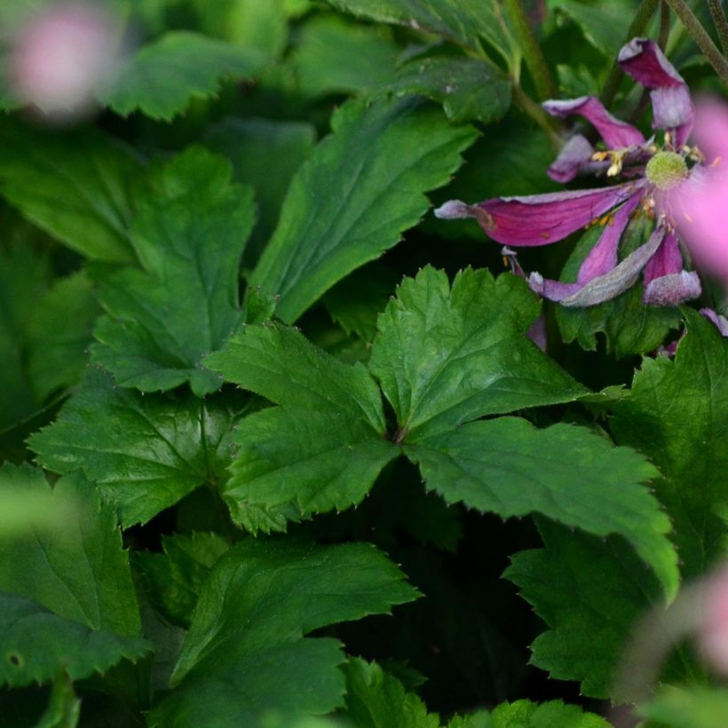 Anemone hybrida Bressingham Glow (Foliage)