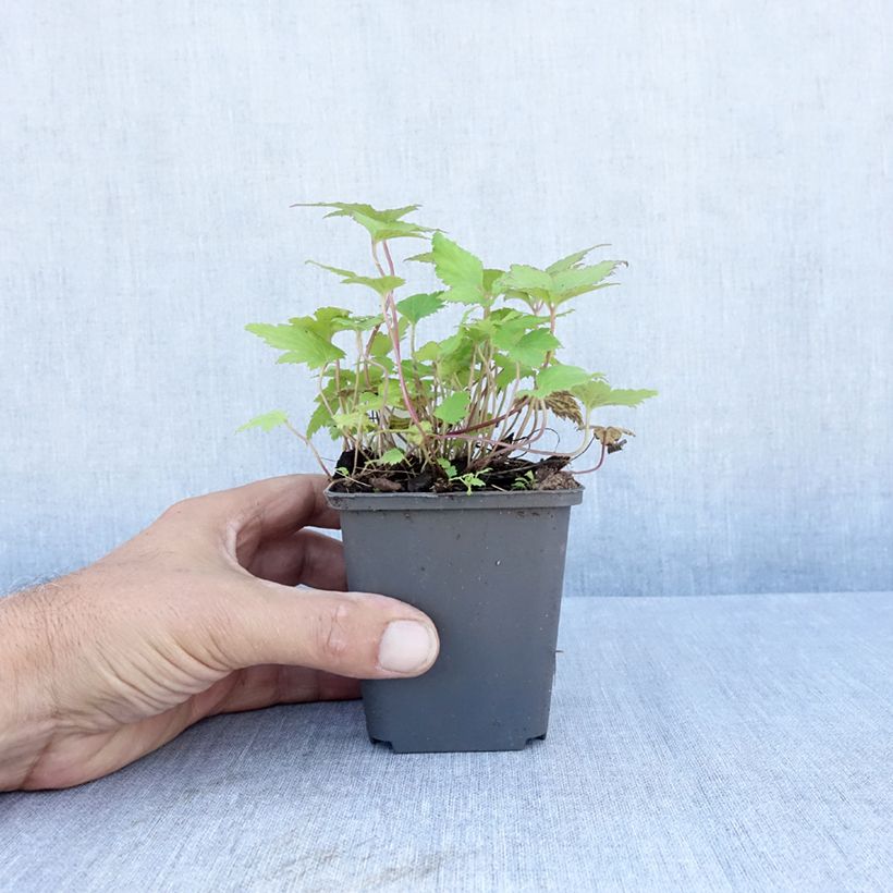 Anemone hybrida Bressingham Glow 8/9 cm pot sample as delivered in summer