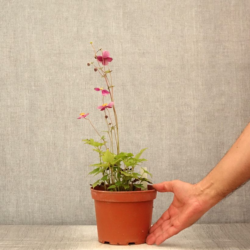 Anemone hupehensis Crispa 2L/3L pot sample as delivered in summer