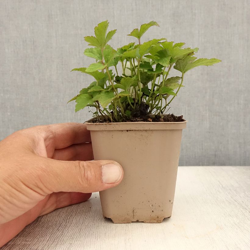 Anemone hybrida Fantasy Cinderella 8/9 cm pot sample as delivered in summer