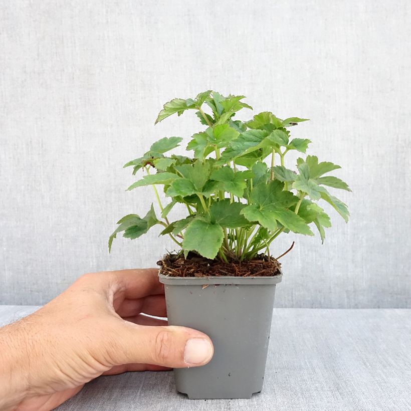 Anemone hybrida Fantasy Jasmine 8/9 cm pot sample as delivered in summer