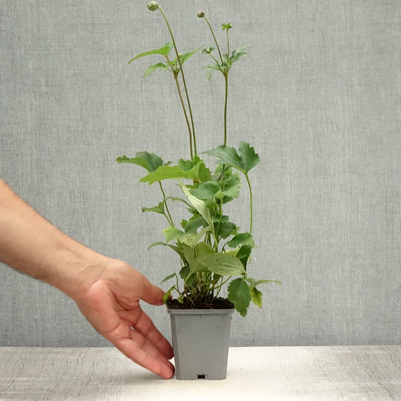 Anemone hupehensis var. japonica Prinz Heinrich 8/9 cm pot sample as delivered in summer